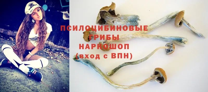 Псилоцибиновые грибы Psilocybe  Углегорск 